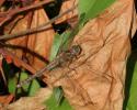 Orthétrum bleuissant (L') Orthetrum coerulescens (Fabricius, 1798)