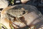 Pélodyte ponctué Pelodytes punctatus (Daudin, 1803)