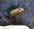Pélodyte ponctué Pelodytes punctatus (Daudin, 1803)
