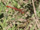 Sympétrum méridional (Le) Sympetrum meridionale (Selys, 1841)
