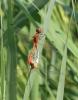 Sympétrum méridional (Le) Sympetrum meridionale (Selys, 1841)