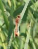 Sympétrum méridional (Le) Sympetrum meridionale (Selys, 1841)