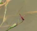 Trithémis annelé (Le) Trithemis annulata (Palisot de Beauvois, 1807)