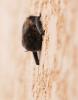  Pipistrellus 