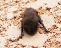  Pipistrellus 
