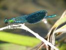 Caloptéryx occitan Calopteryx xanthostoma (Charpentier, 1825)