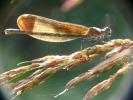 Caloptéryx hémorroïdal Calopteryx haemorrhoidalis (Vander Linden, 1825)