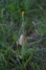 Laiteron maritime Sonchus maritimus L., 1759