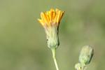 Laiteron maritime Sonchus maritimus L., 1759