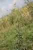 Laiteron des champs Sonchus arvensis L., 1753