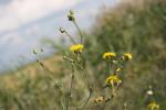 Laiteron des champs Sonchus arvensis L., 1753