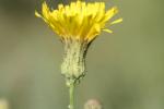 Laiteron des champs Sonchus arvensis L., 1753
