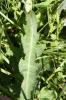Laiteron des champs Sonchus arvensis L., 1753