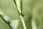 Laiteron des champs Sonchus arvensis L., 1753