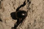  Chrysolina bankii (Fabricius, 1775)