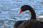 Cygne noir Cygnus atratus (Latham, 1790)