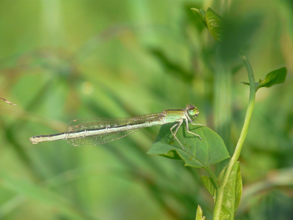 Agrion nain (L') Ischnura pumilio (Charpentier, 1825)
