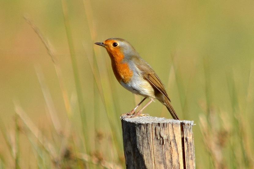 Rougegorge familier Erithacus rubecula (Linnaeus, 1758)