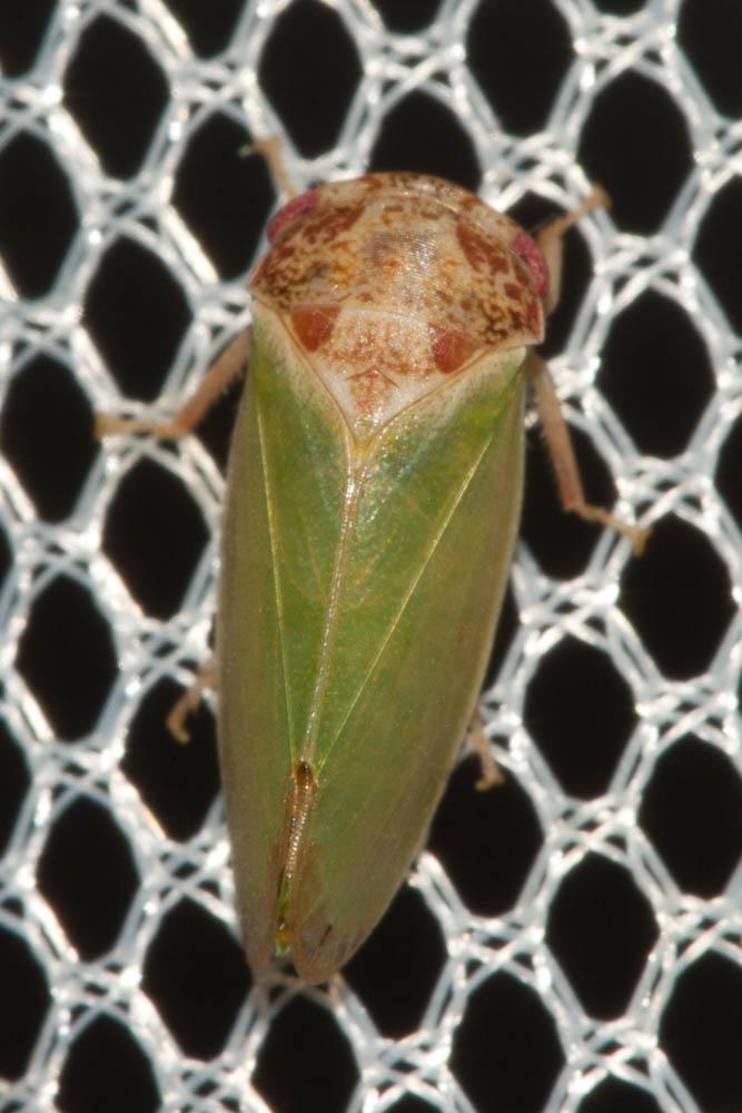  Iassus lanio (Linnaeus, 1760)