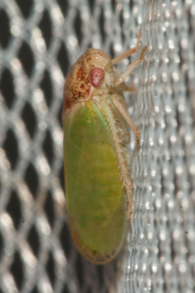  Iassus lanio (Linnaeus, 1760)