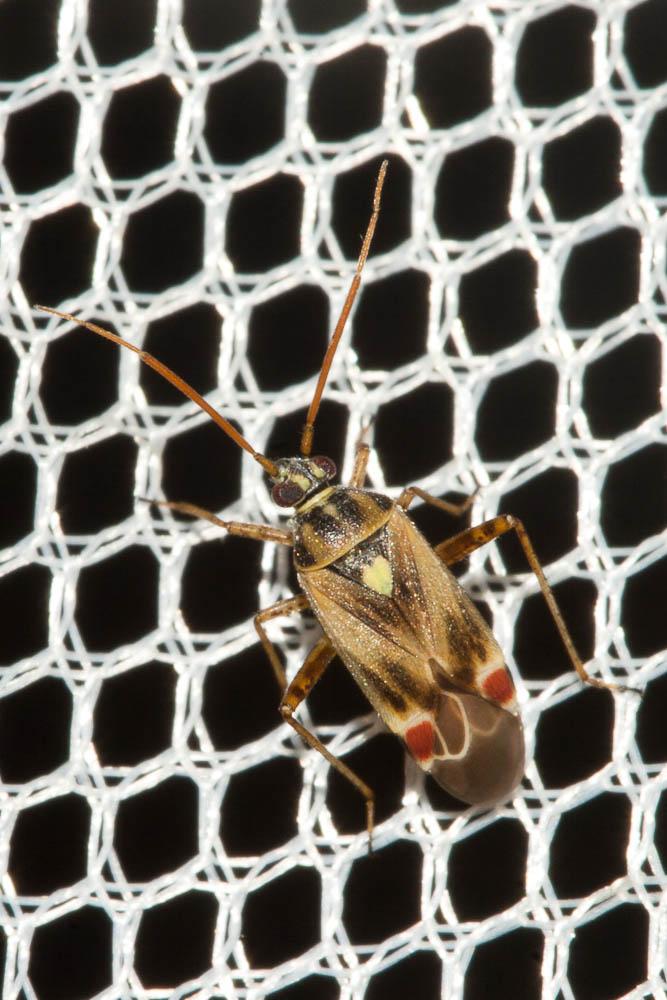  Polymerus vulneratus (Panzer, 1806)