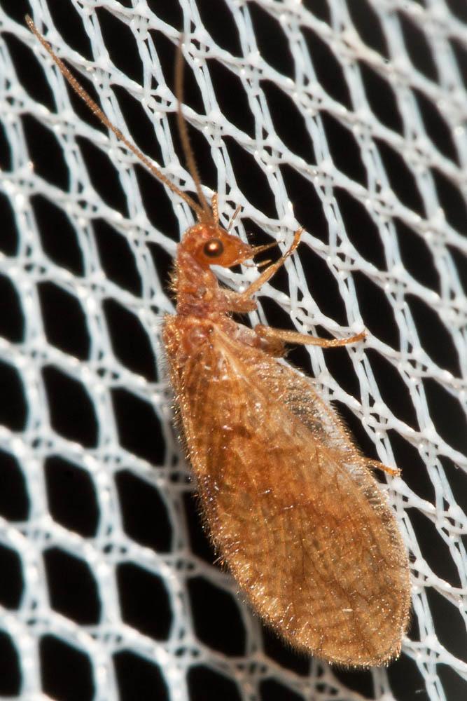  Micromus angulatus (Stephens, 1836)