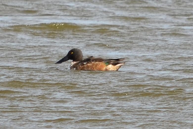 Canard souchet Spatula clypeata (Linnaeus, 1758)