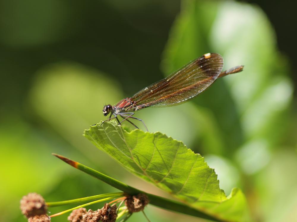 Caloptéryx hémorroïdal Calopteryx haemorrhoidalis (Vander Linden, 1825)