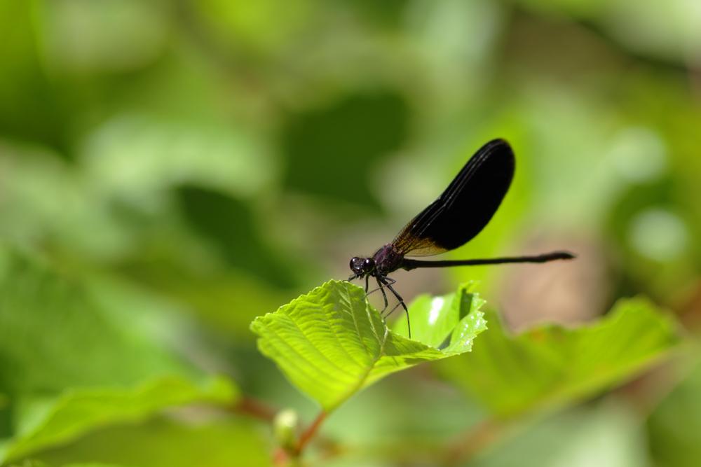 Caloptéryx hémorroïdal Calopteryx haemorrhoidalis (Vander Linden, 1825)