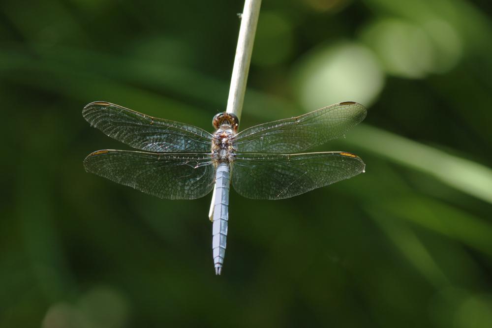 Orthétrum bleuissant (L') Orthetrum coerulescens (Fabricius, 1798)