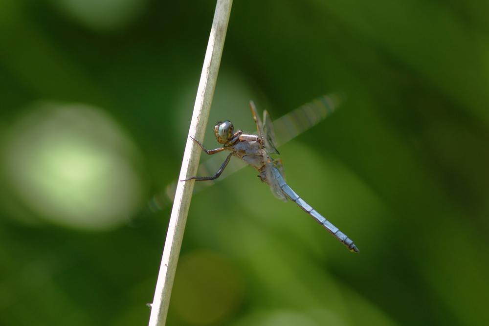 Orthétrum bleuissant (L') Orthetrum coerulescens (Fabricius, 1798)