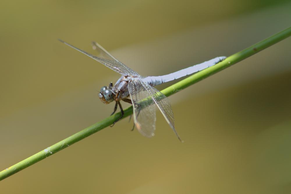 Orthétrum bleuissant (L') Orthetrum coerulescens (Fabricius, 1798)