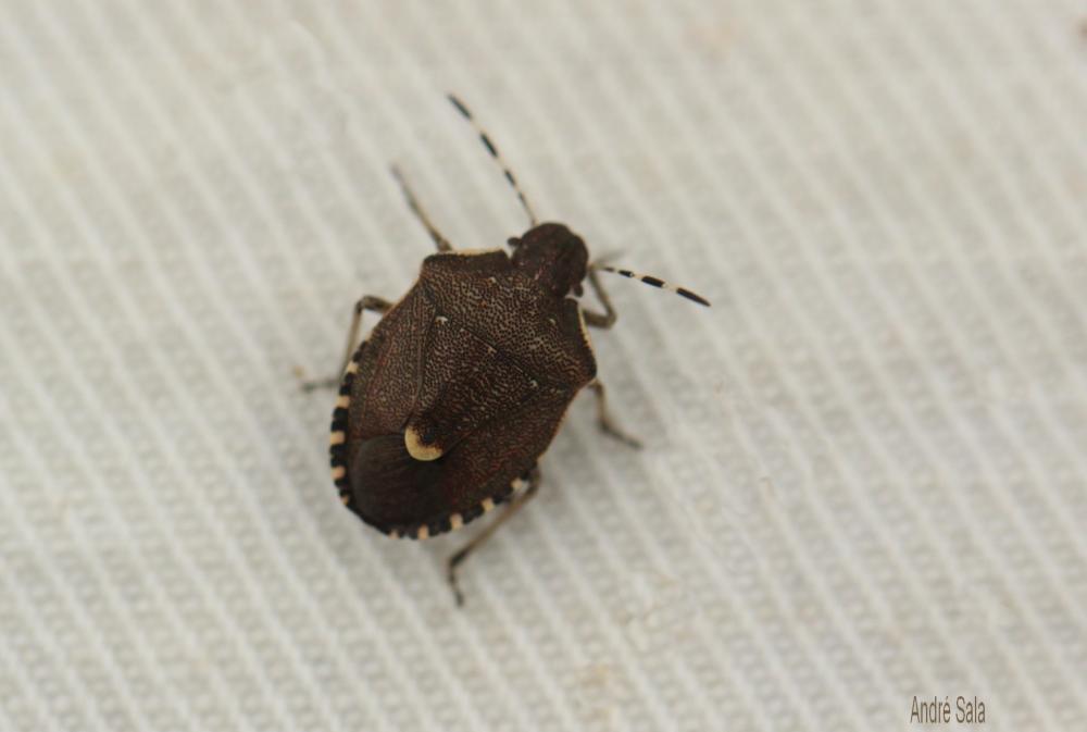 Holcostethus Fieber, 1861