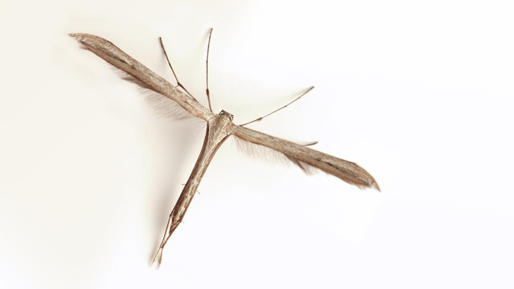 Emmelina monodactyla (Linnaeus, 1758)