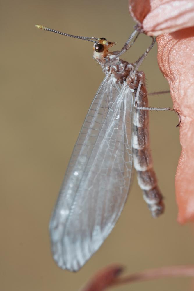  Megistopus flavicornis (Rossi, 1790)