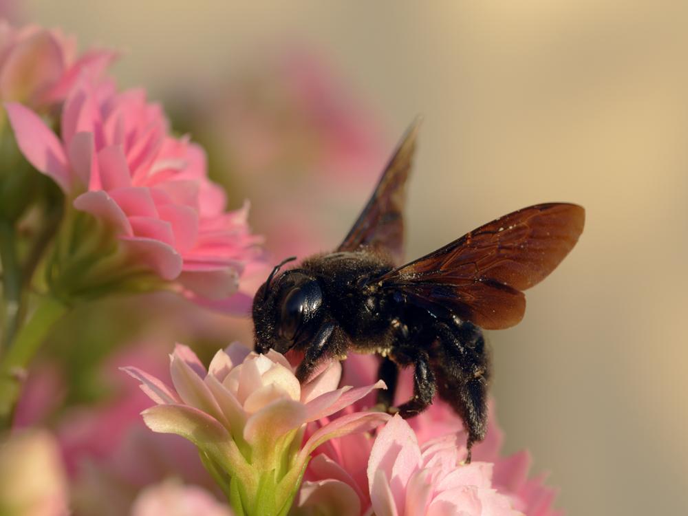 Abeille charpentière, Xylocope violet Xylocopa violacea (Linnaeus, 1758)