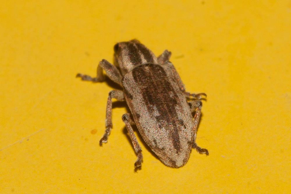 Sitona discoideus Gyllenhal, 1834