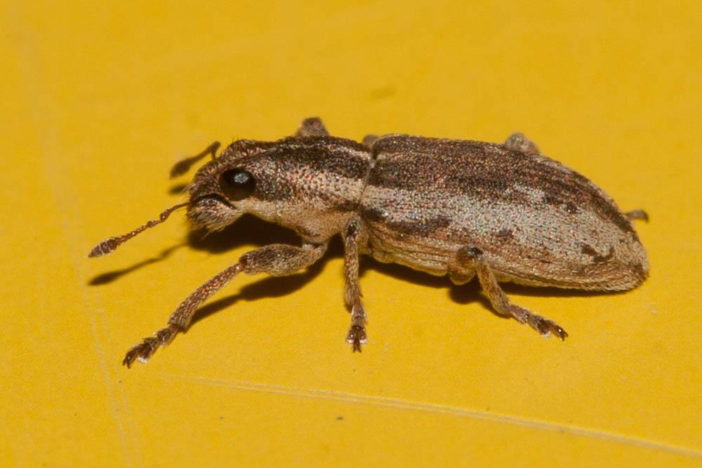 Sitona discoideus Gyllenhal, 1834