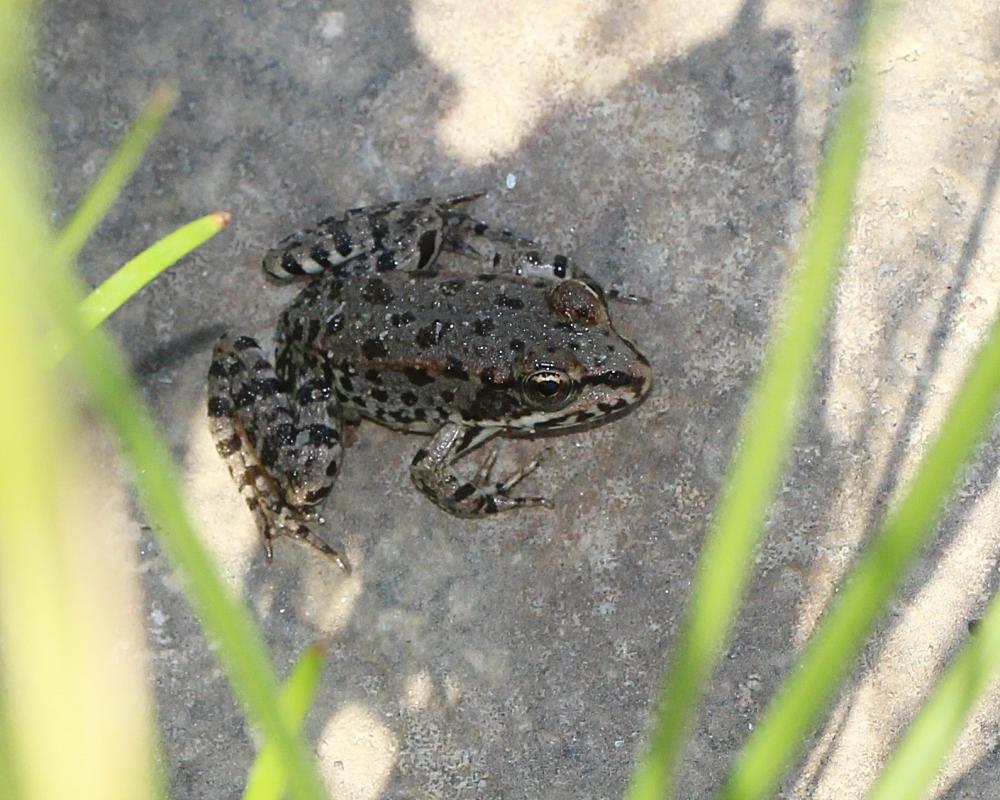 Pélophylax Pelophylax Fitzinger, 1843