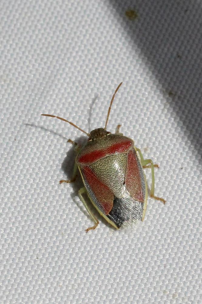 Piezodorus lituratus (Fabricius, 1794)