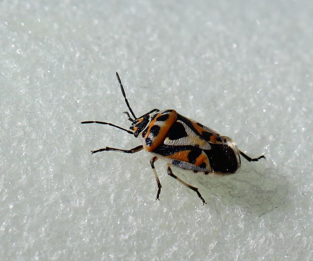 Eurydema ornata (Linnaeus, 1758)