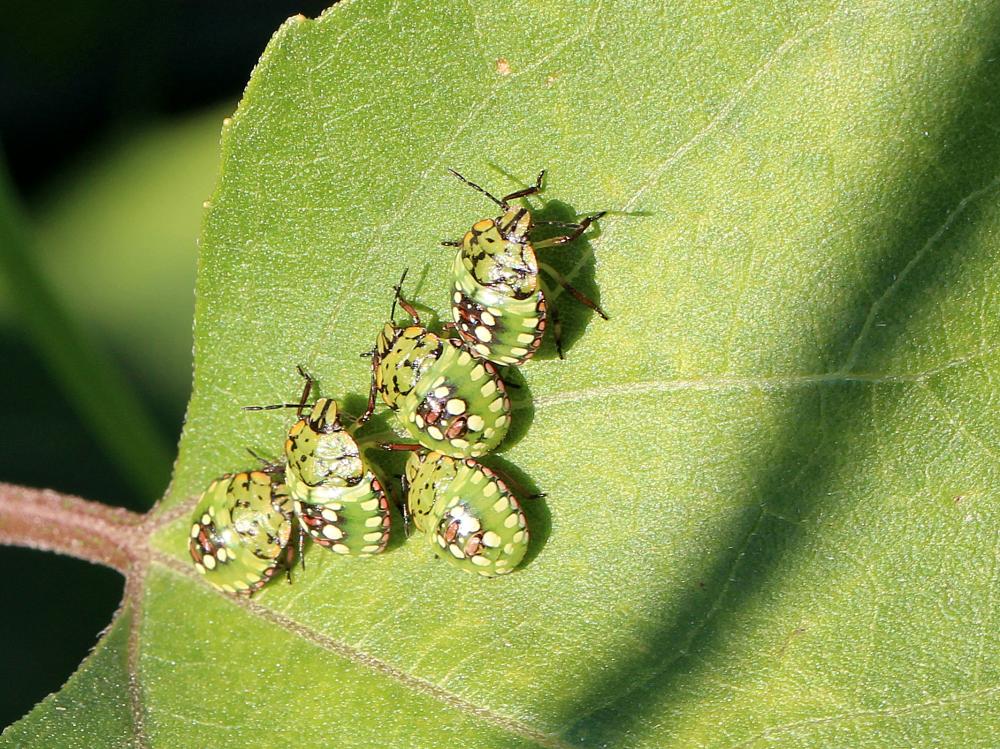 Punaise verte ponctuée Nezara viridula (Linnaeus, 1758)