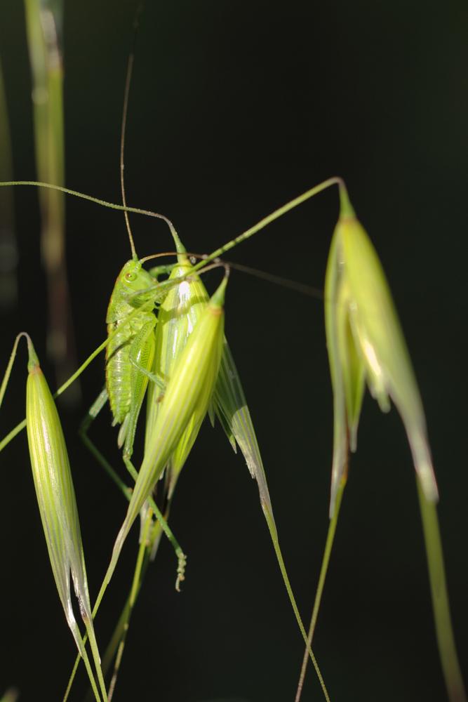 Grande Sauterelle verte, Sauterelle verte (des pré Tettigonia viridissima (Linnaeus, 1758)