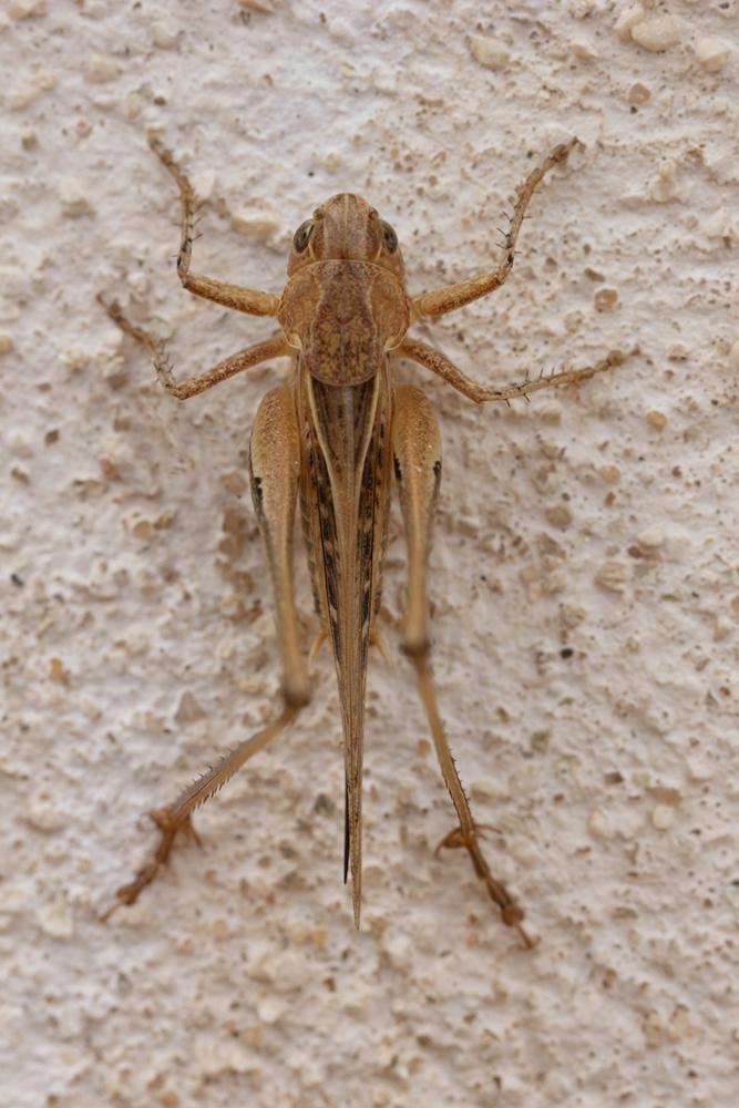 Decticelle des sables Platycleis sabulosa Azam, 1901