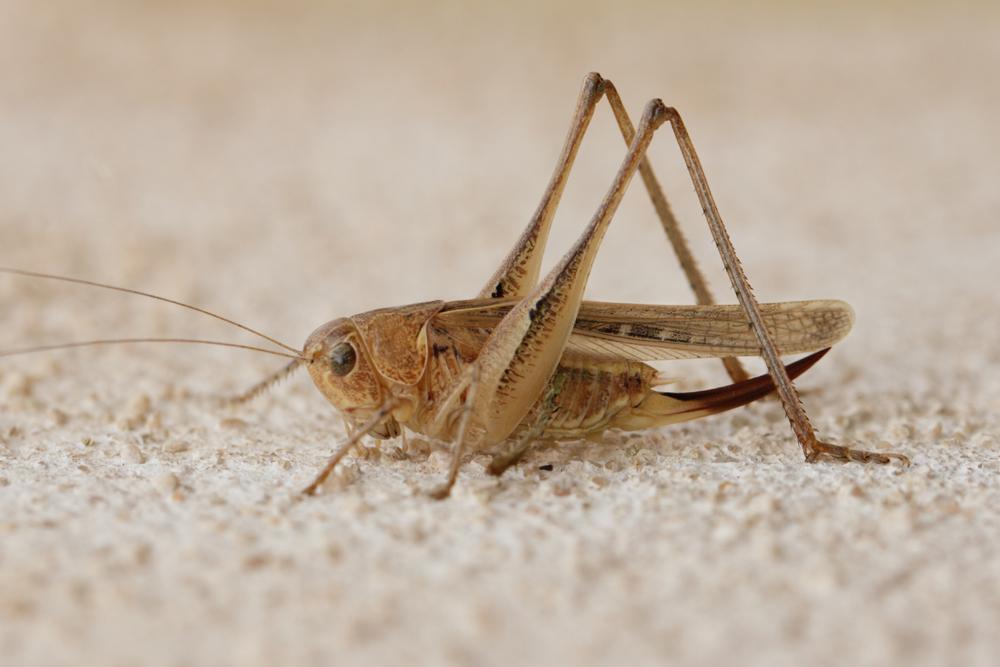 Decticelle des sables Platycleis sabulosa Azam, 1901