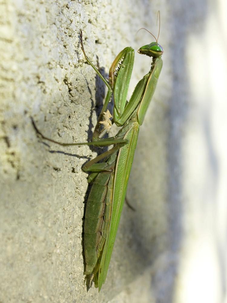 Mante religieuse Mantis religiosa (Linnaeus, 1758)