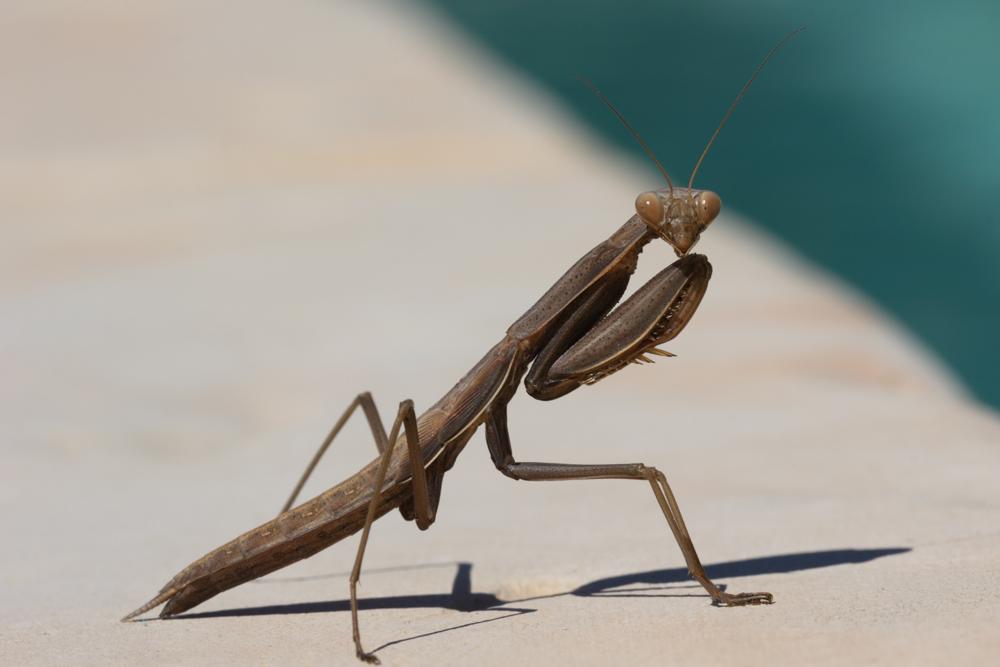 Mante religieuse Mantis religiosa (Linnaeus, 1758)