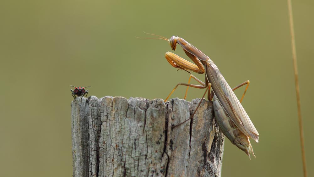 Mante religieuse Mantis religiosa (Linnaeus, 1758)