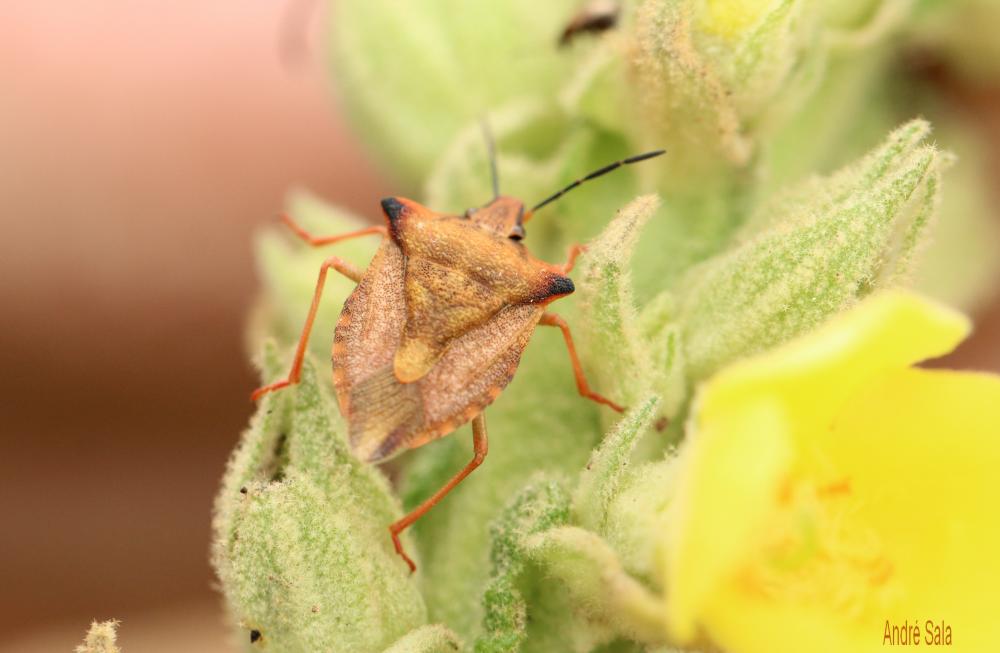 Carpocoris fuscispinus (Boheman, 1850)