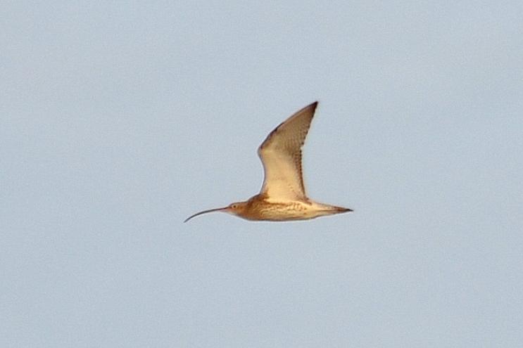 Courlis cendré Numenius arquata (Linnaeus, 1758)